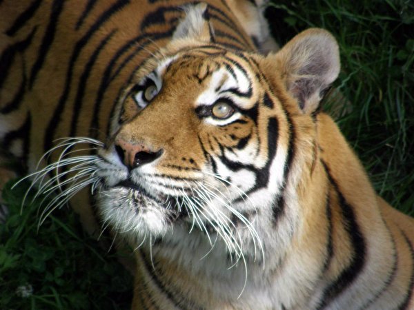 Bilder på skrivbordet Tigrar Pantherinae Djur 600x450 tiger