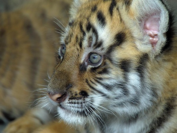 Fotos Tiger Große Katze babys Tiere 600x450 Jungtiere ein Tier