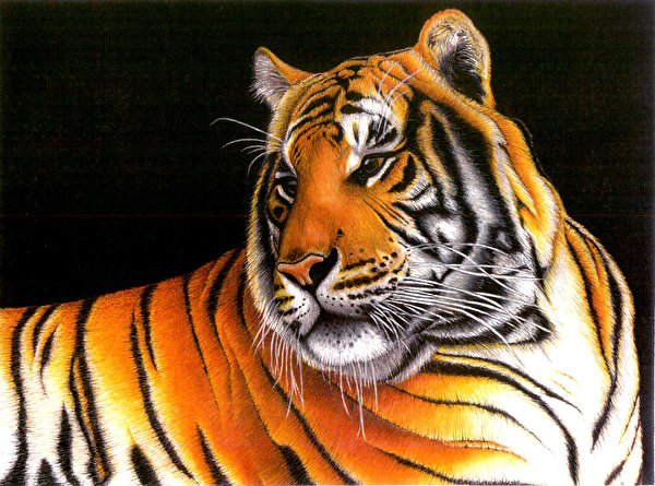 Bilder Tigrar Pantherinae Djur Svart bakgrund 600x445 tiger