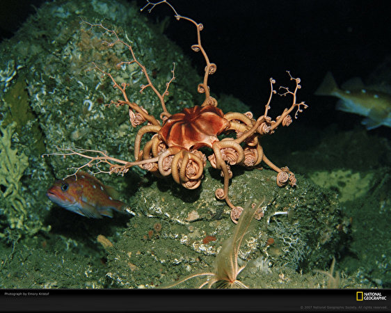 Фотография Подводный мир Животные 562x450 животное
