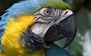Papel de Parede Desktop Aves Papagaios Animalia Animalia