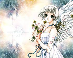 Bilder Clover Engeln Anime Mädchens