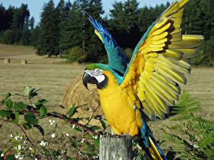 Fonds d'écran Oiseau Perroquets Un animal Animaux