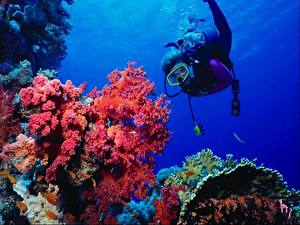 Tapety na pulpit Podwodny świat Koralowce zwierzę