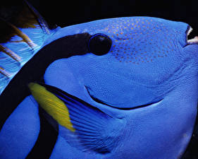 Papel de Parede Desktop Mundo subaquático Peixes Animalia