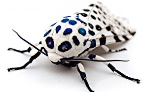 Sfondi desktop Insecta Coleoptera Sfondo bianco