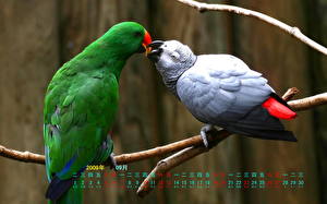 Fotos Vögel Papagei ein Tier
