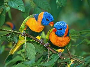 Fotos Vogel Papageien ein Tier