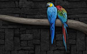 Bilder Vögel Papagei Tiere