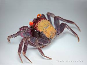 Fondos de escritorio Arthropoda Braquiuros - Animalia Fondo de color