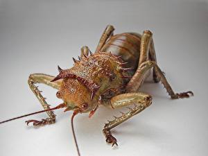 Bakgrundsbilder på skrivbordet Insekter Skalbaggar Färgad bakgrund Djur