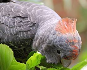 Fotos Vögel Papagei Tiere