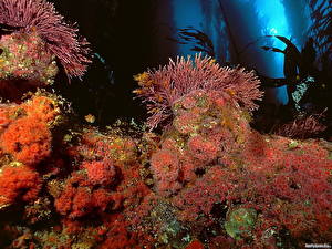 Tapety na pulpit Podwodny świat Koralowce Zwierzęta