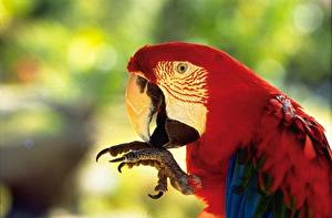 Bilder Vogel Papageien Ein Tier Tiere
