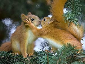 Image Rodents Squirrels
