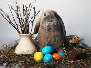 Fotos Nagetiere Kaninchen