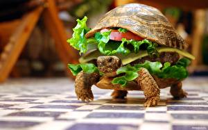 Картинка Черепахи Гамбургер