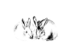 Fotos Nagetiere Kaninchen