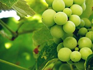 Image Fruit Grapes