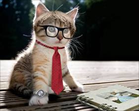 Fonds d'écran Les chats Horloge Cravate Lunettes Chatons drôles