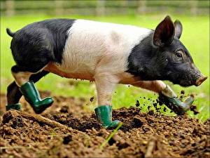 Wallpapers Domestic pig Wearing boots funny