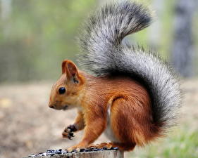 Wallpapers Rodents Squirrels animal