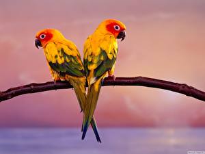 Hintergrundbilder Vögel Papageien ein Tier