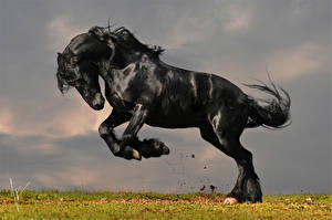 Desktop wallpapers Horses Black animal