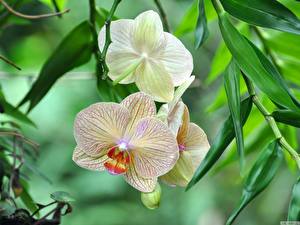 Hintergrundbilder Orchideen Blumen