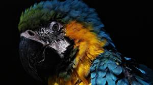 Bilder Vogel Papageien ein Tier