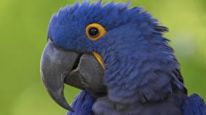 Fotos Vogel Papageien Tiere