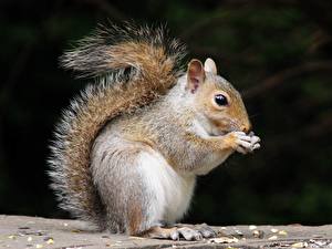 Images Rodents Squirrels