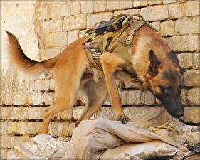 Bakgrunnsbilder Hund Fårehunder Militærvesen