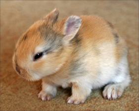 Image Rodents Rabbit