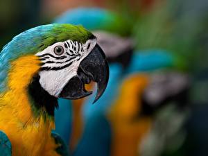 Fonds d'écran Oiseau Perroquets Ara (genre) Animaux