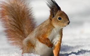 Images Rodents Squirrels animal
