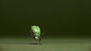 Sfondi desktop Coleoptera Umorismo