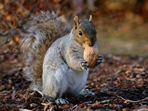 Pictures Rodents Squirrels animal