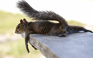 Wallpapers Rodents Squirrels animal