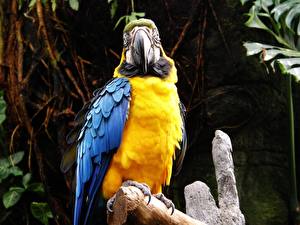 Bilder Vögel Papagei  ein Tier