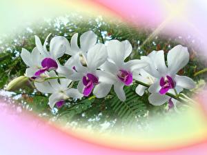 Hintergrundbilder Orchideen
