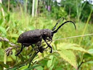 Sfondi desktop Insetti Coleoptera Animali