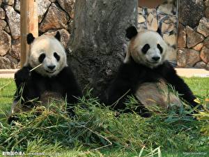 Tapety na pulpit Niedźwiedzie Panda wielka zwierzę