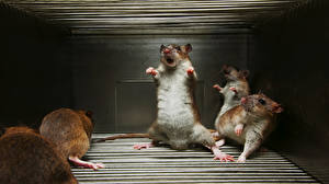 Bureaubladachtergronden Ratten grappige