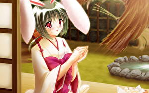 桌面壁纸，，兔女郎，兔耳，日本动画