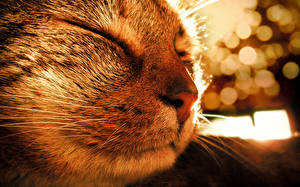 Wallpaper Cats Whiskers animal