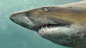 Bureaubladachtergronden Onderwaterwereld Haaien