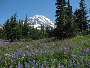 Picture Parks USA Mount Rainier Park Washington