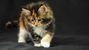 Bureaubladachtergronden Katten Kittens