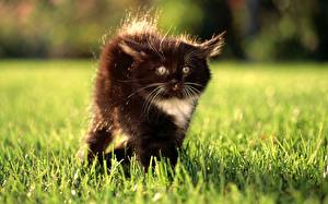 Bilder Hauskatze Katzenjunges Schnurrhaare Vibrisse Tiere